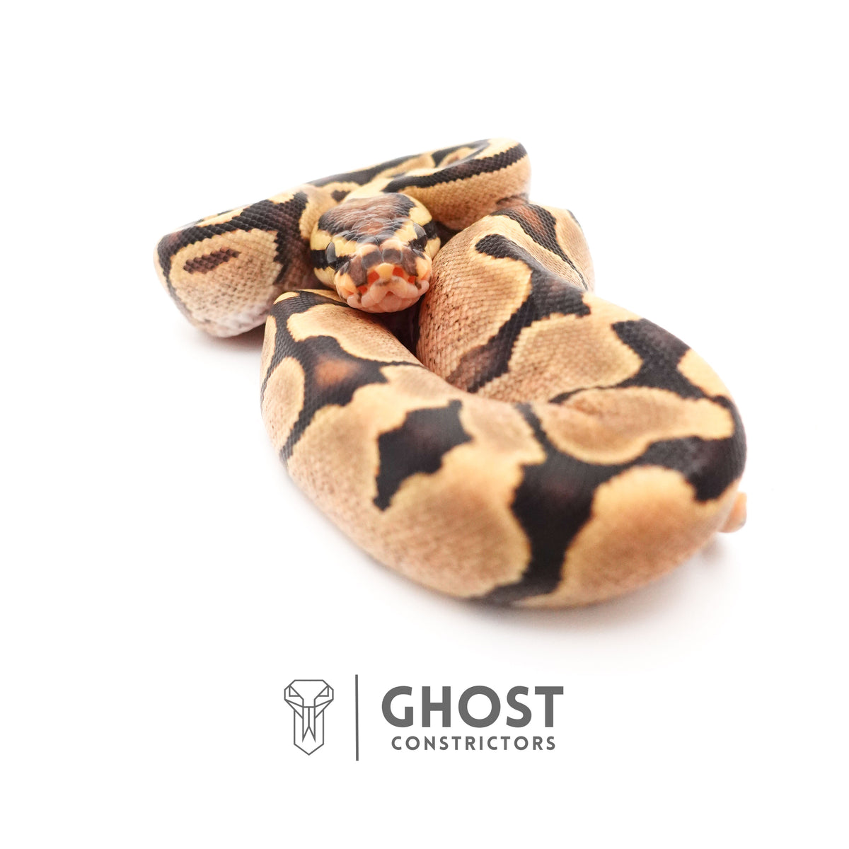 Fire Enchi 50% Het Clown Ball Python — Female, 2025 hatch, captive-bred by Ghost Constrictors
