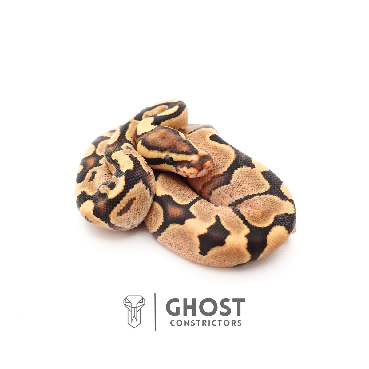 Fire Enchi 50% Het Clown Ball Python — Female, 2025 hatch, captive-bred by Ghost Constrictors