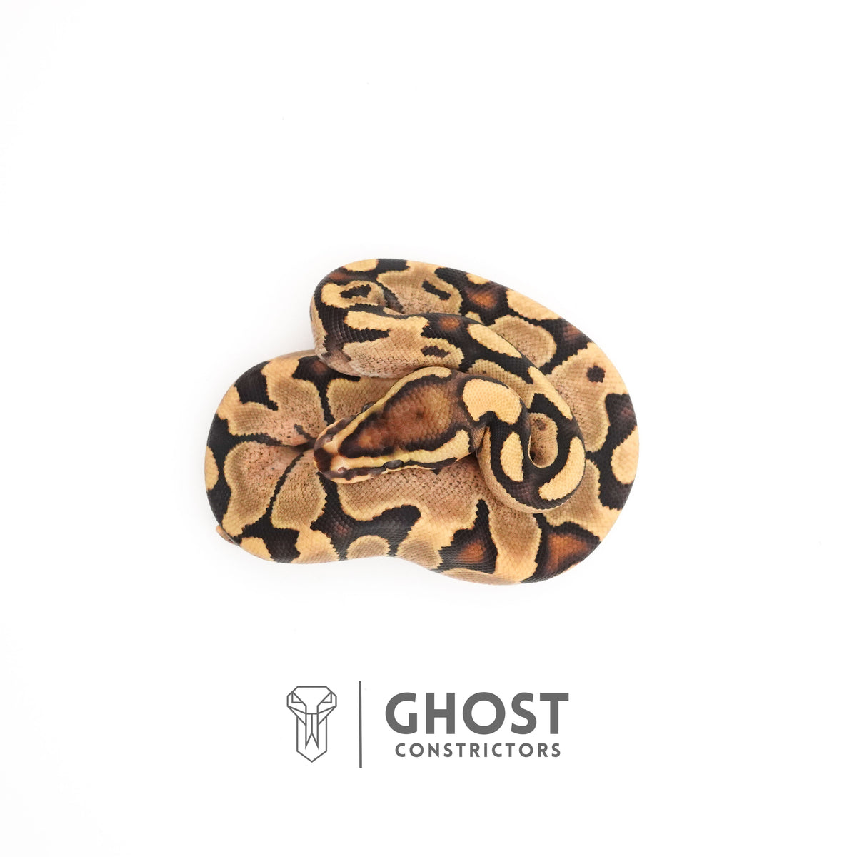 Fire Enchi 50% Het Clown Ball Python — Female, 2025 hatch, captive-bred by Ghost Constrictors