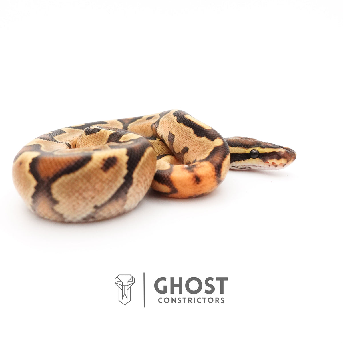 Fire Enchi Leopard 50% Het Clown Ball Python — Male, 2025 hatch, captive-bred by Ghost Constrictors