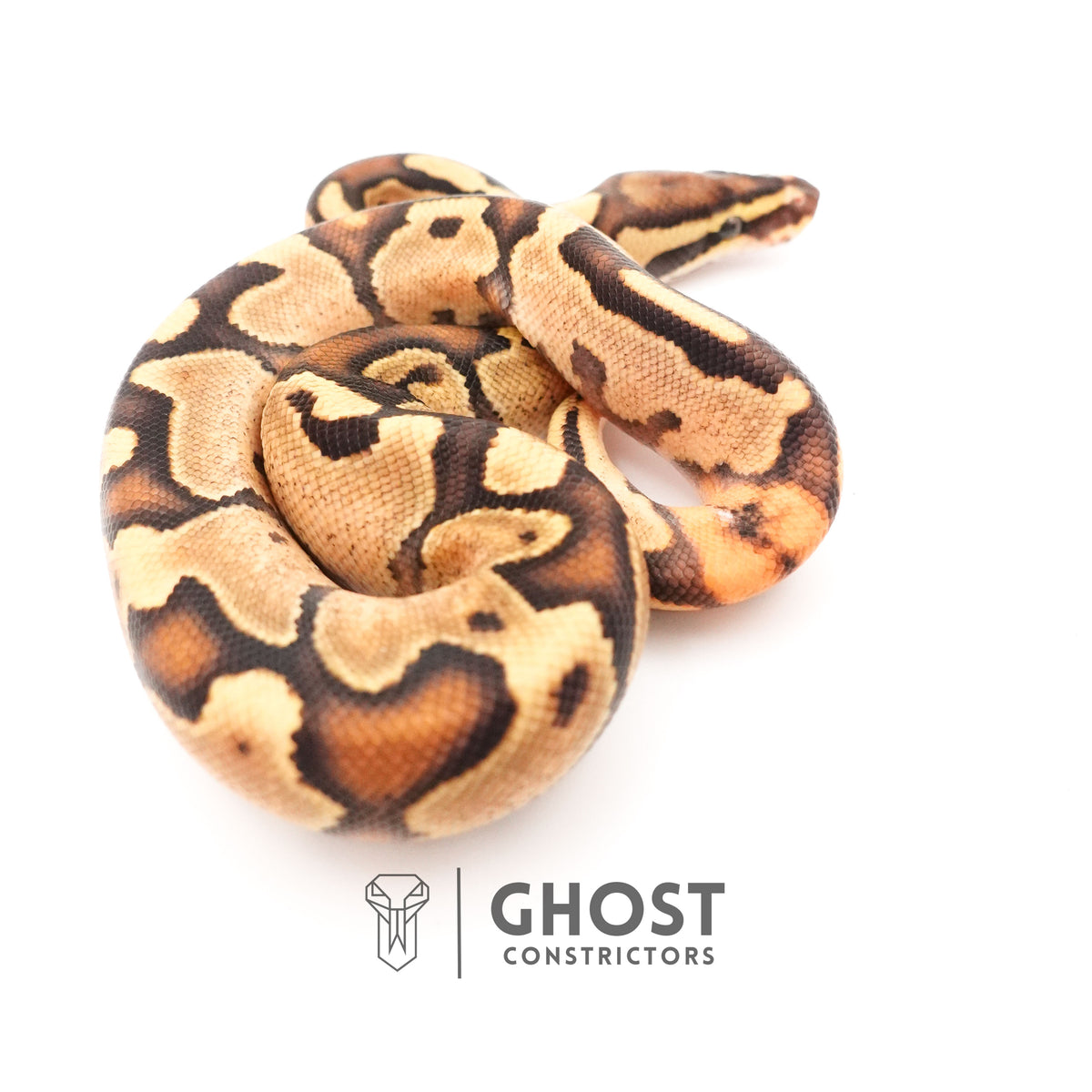 Fire Enchi Leopard 50% Het Clown Ball Python — Male, 2025 hatch, captive-bred by Ghost Constrictors