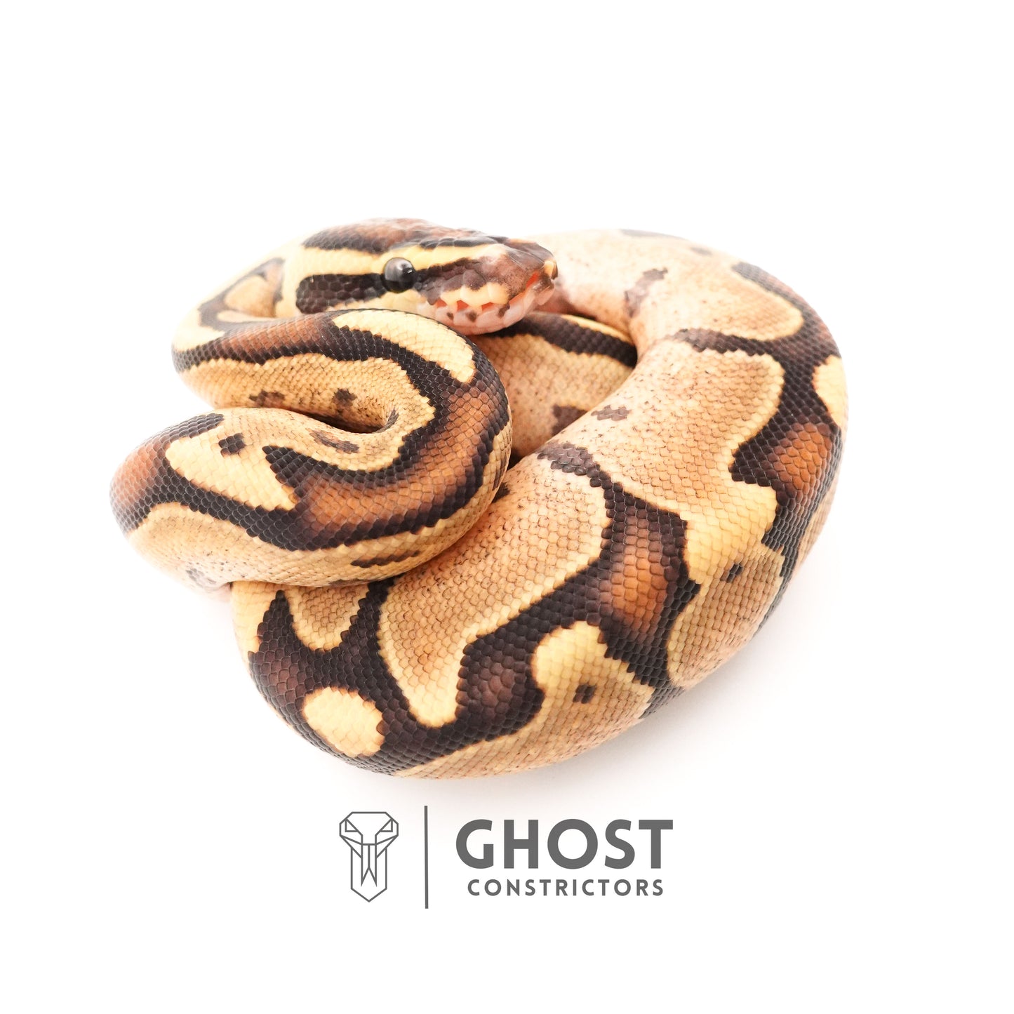 Fire Enchi Leopard 50% Het Clown Ball Python
