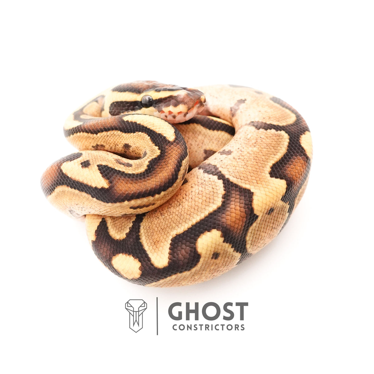 Fire Enchi Leopard 50% Het Clown Ball Python — Male, 2025 hatch, captive-bred by Ghost Constrictors