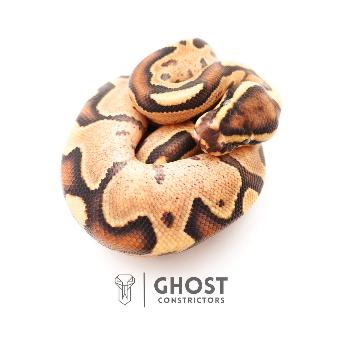 Fire Enchi Leopard 50% Het Clown Ball Python — Male, 2025 hatch, captive-bred by Ghost Constrictors
