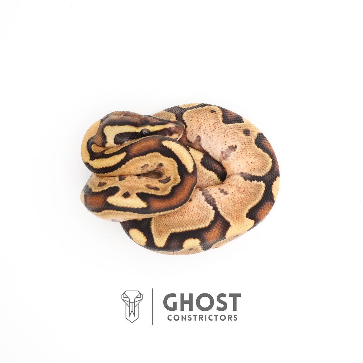 Fire Enchi Leopard 50% Het Clown Ball Python — Male, 2025 hatch, captive-bred by Ghost Constrictors