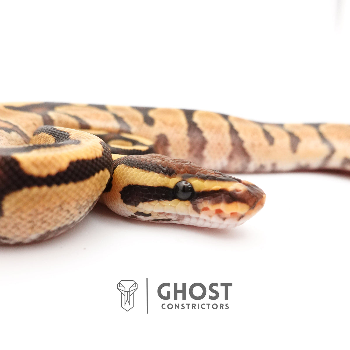 Fire Enchi Calico 50% Het Clown Ball Python — Male, 2025 hatch, captive-bred by Ghost Constrictors
