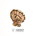 Fire 50% Het Clown Ball Python — Female, 2025 hatch, captive-bred by Ghost Constrictors