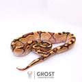 Fire Enchi Calico 50% Het Clown Ball Python — Male, 2025 hatch, captive-bred by Ghost Constrictors