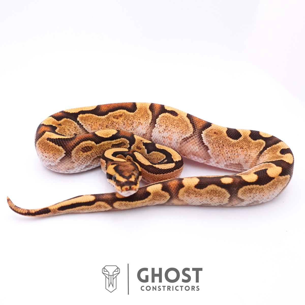 Fire Enchi Calico 50% Het Clown Ball Python — Male, 2025 hatch, captive-bred by Ghost Constrictors