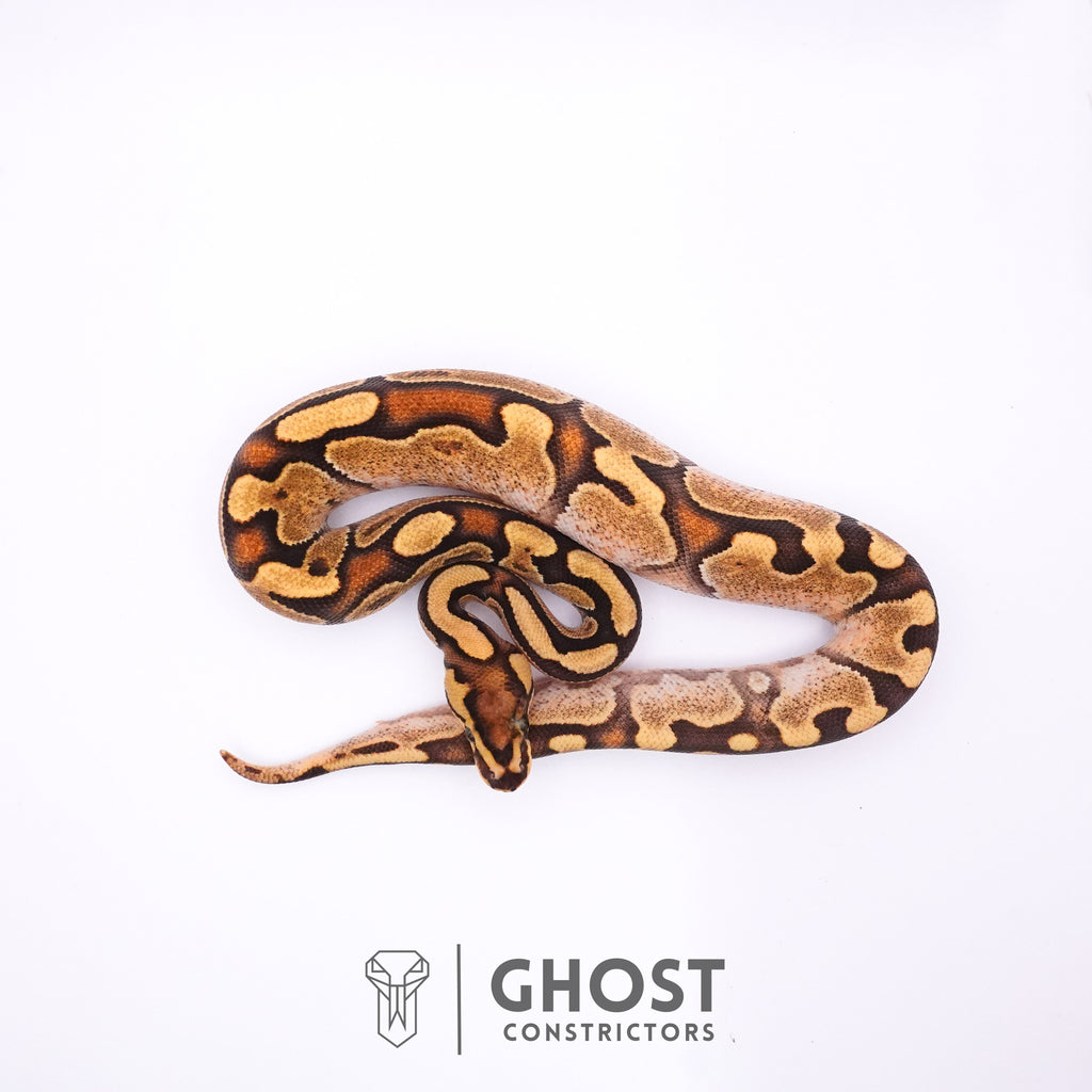 Fire Enchi Calico 50% Het Clown Ball Python — Male, 2025 hatch, captive-bred by Ghost Constrictors