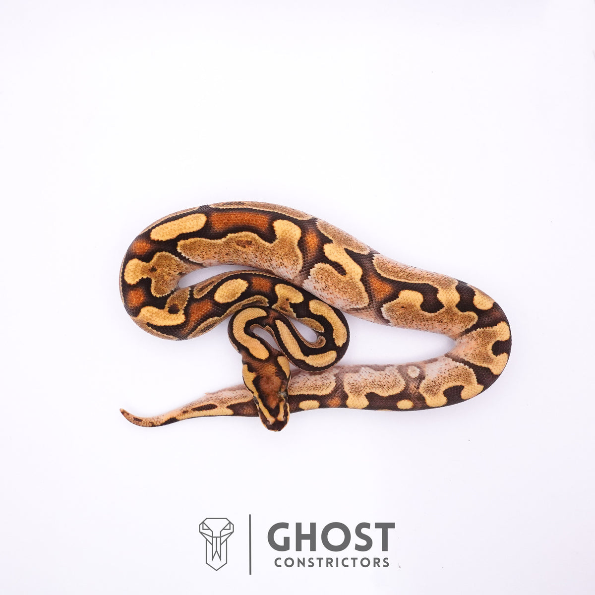 Fire Enchi Calico 50% Het Clown Ball Python — Male, 2025 hatch, captive-bred by Ghost Constrictors