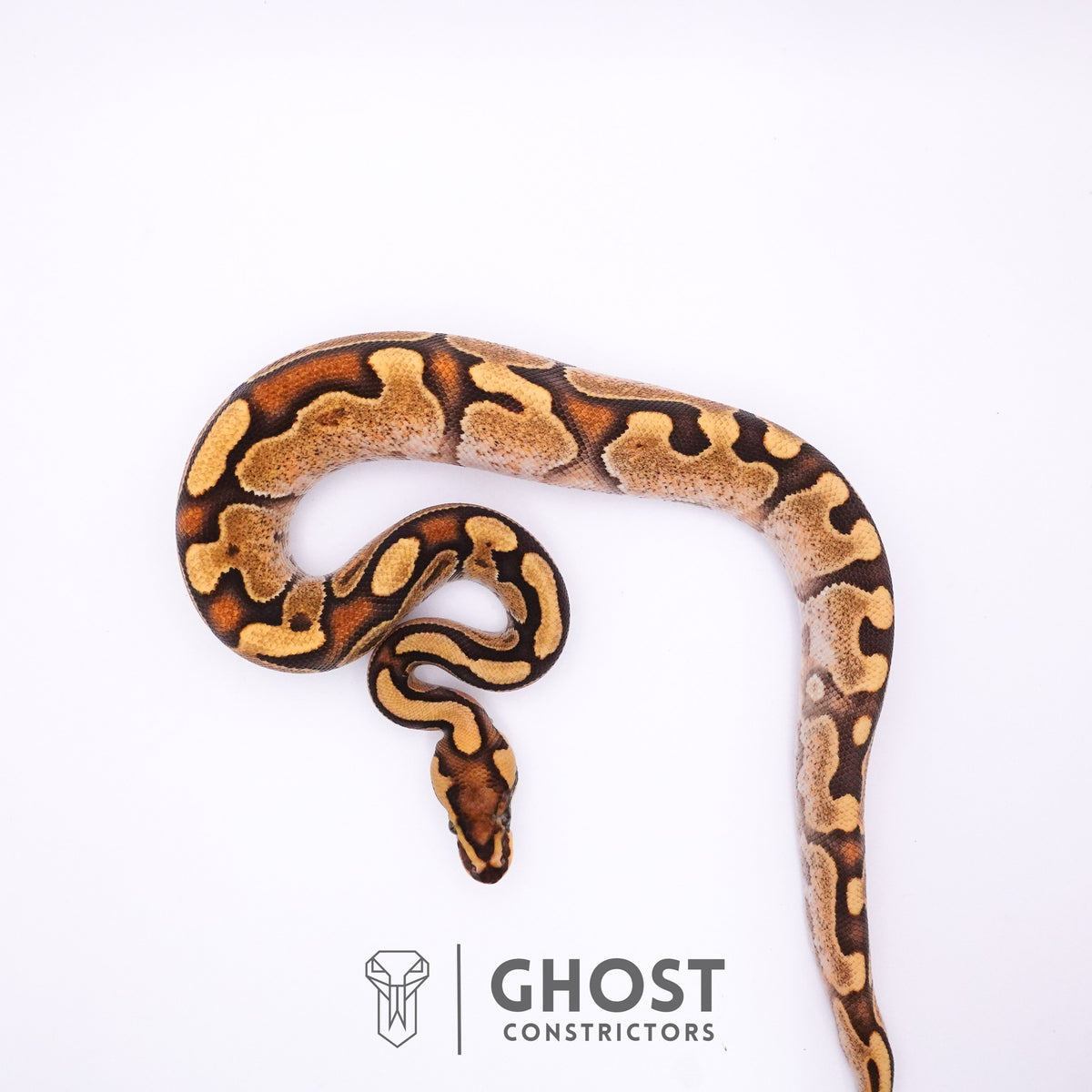 Fire Enchi Calico 50% Het Clown Ball Python — Male, 2025 hatch, captive-bred by Ghost Constrictors