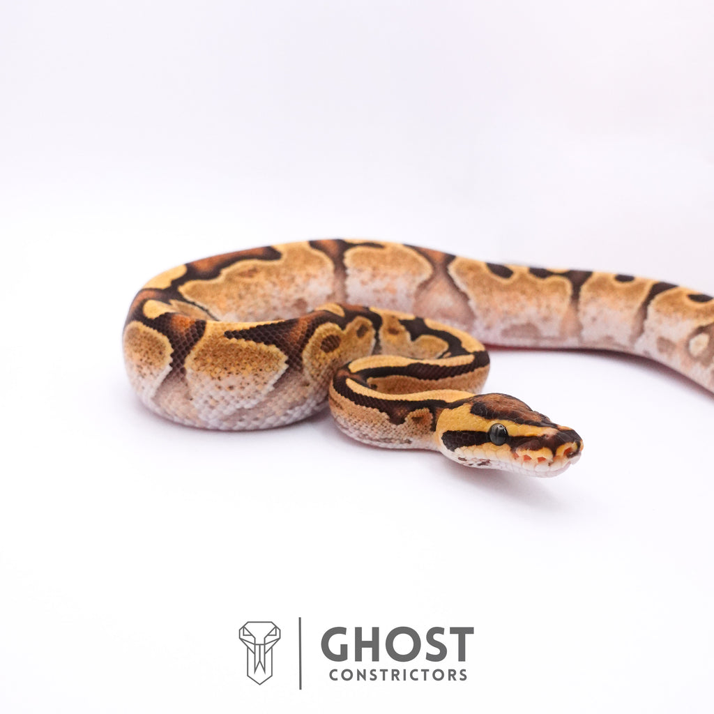 Fire Enchi Calico 50% Het Clown Ball Python — Male, 2025 hatch, captive-bred by Ghost Constrictors