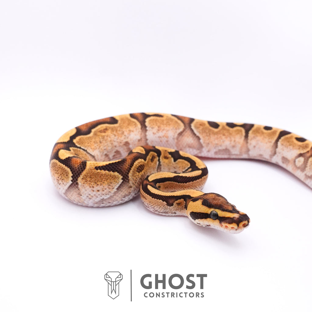 Fire Enchi Calico 50% Het Clown Ball Python — Male, 2025 hatch, captive-bred by Ghost Constrictors