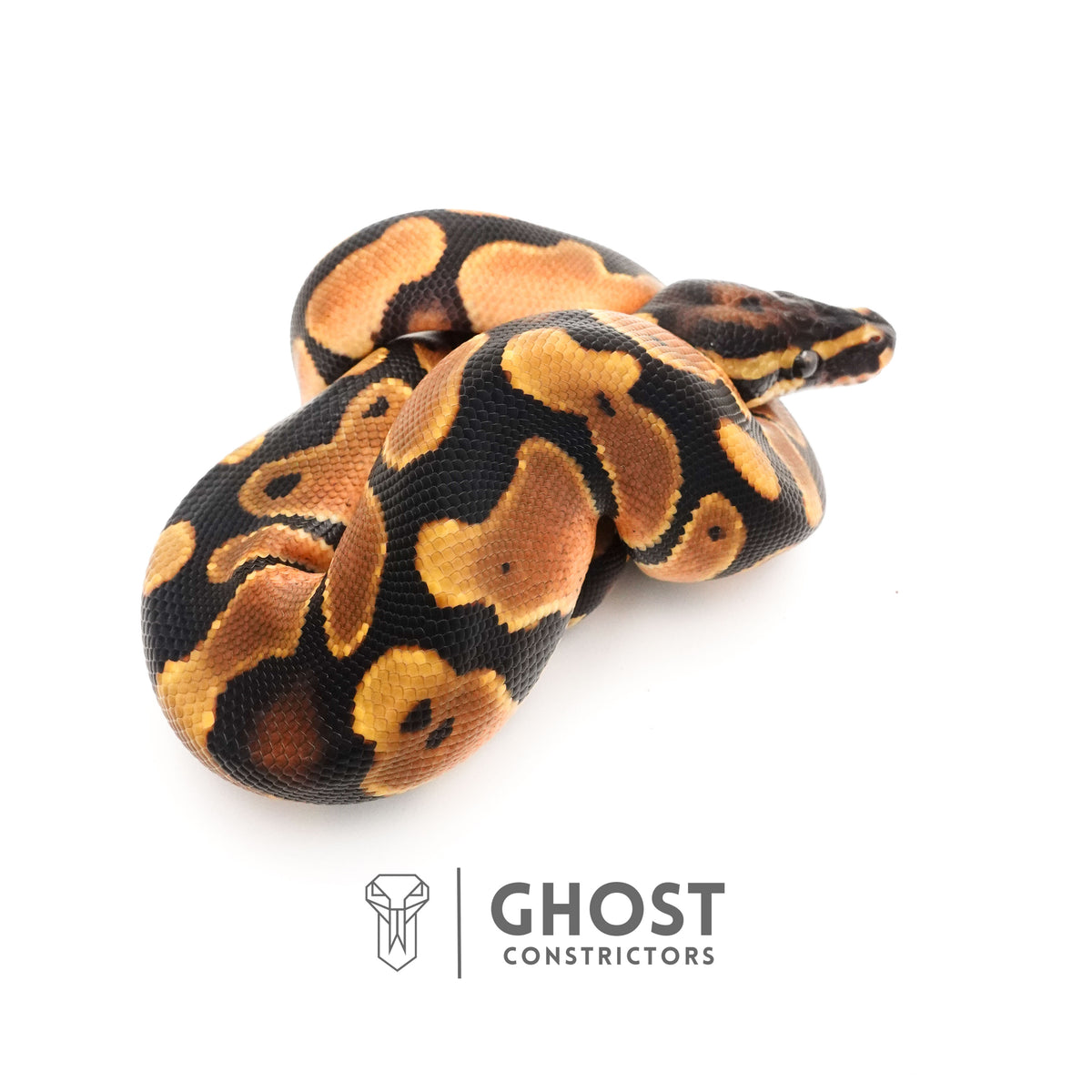 Orange Dream Het Piebald Ball Python — Male, 2025 hatch, captive-bred by Ghost Constrictors