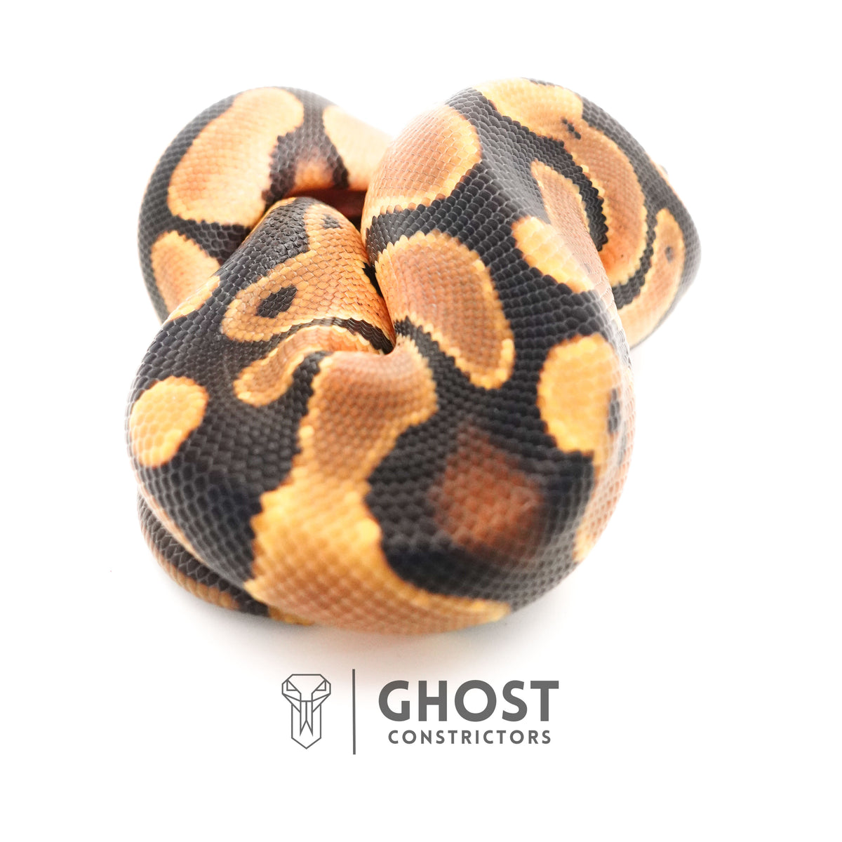 Orange Dream Het Piebald Ball Python — Male, 2025 hatch, captive-bred by Ghost Constrictors