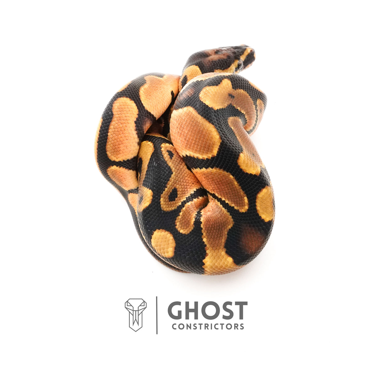 Orange Dream Het Piebald Ball Python — Male, 2025 hatch, captive-bred by Ghost Constrictors