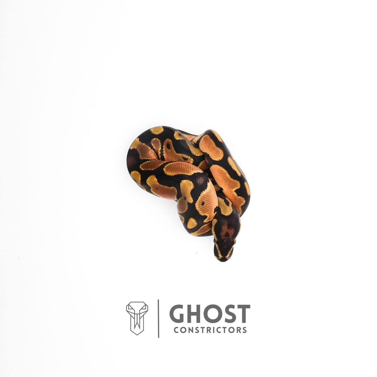 Orange Dream Het Piebald Ball Python — Male, 2025 hatch, captive-bred by Ghost Constrictors