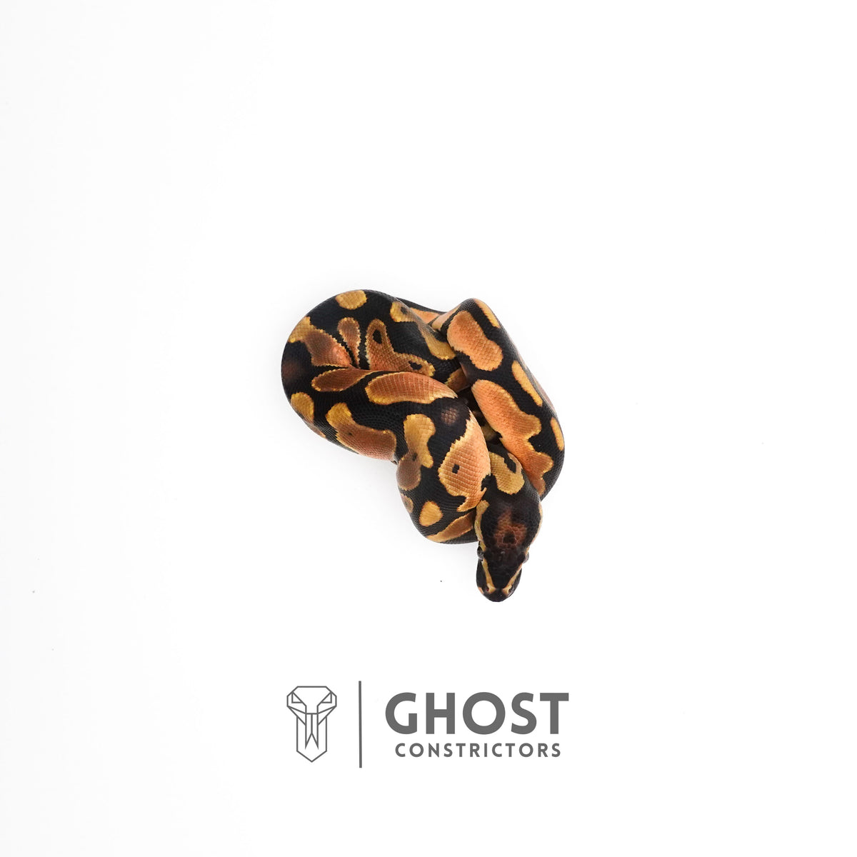 Orange Dream Het Piebald Ball Python — Male, 2025 hatch, captive-bred by Ghost Constrictors