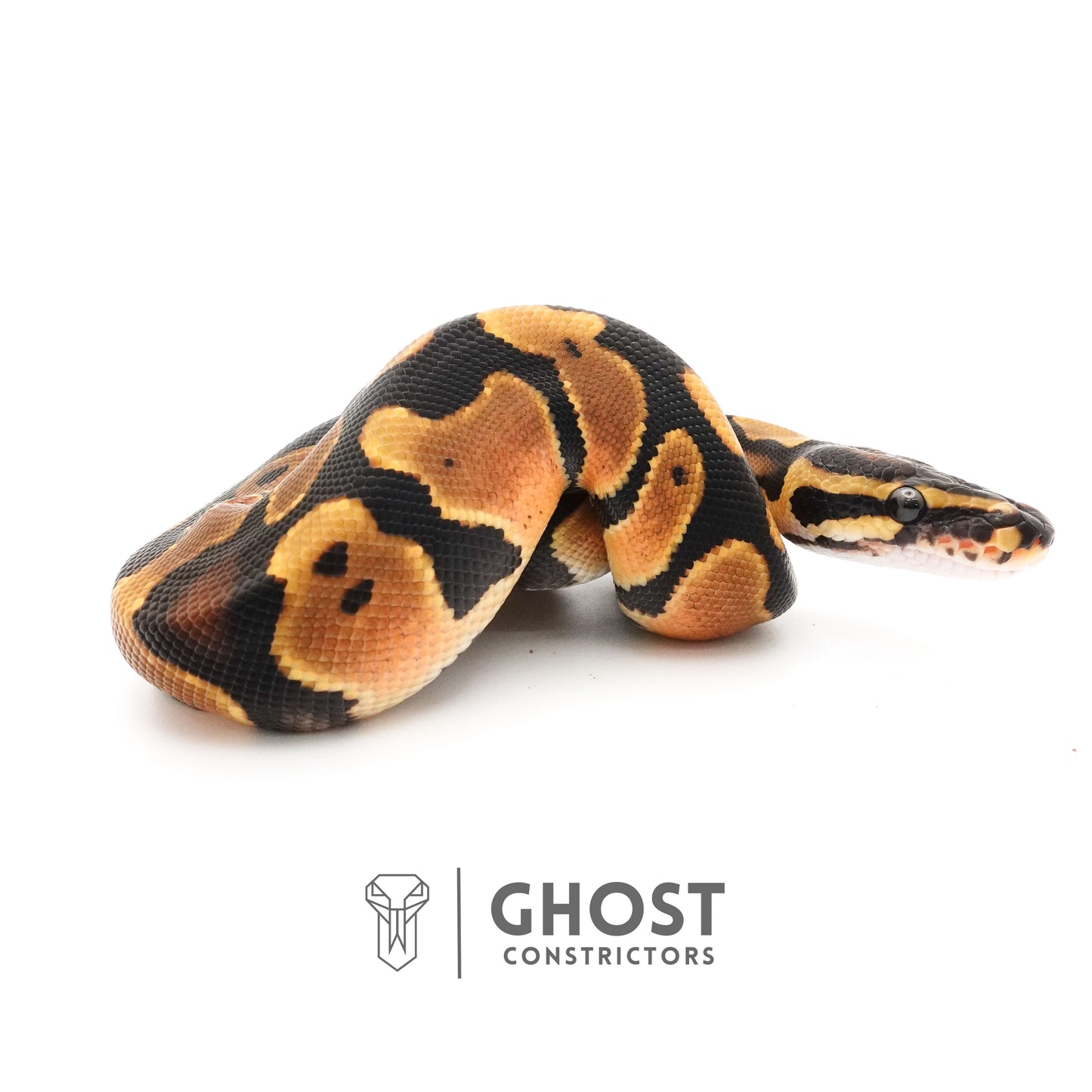 Orange Dream Het Piebald Ball Python