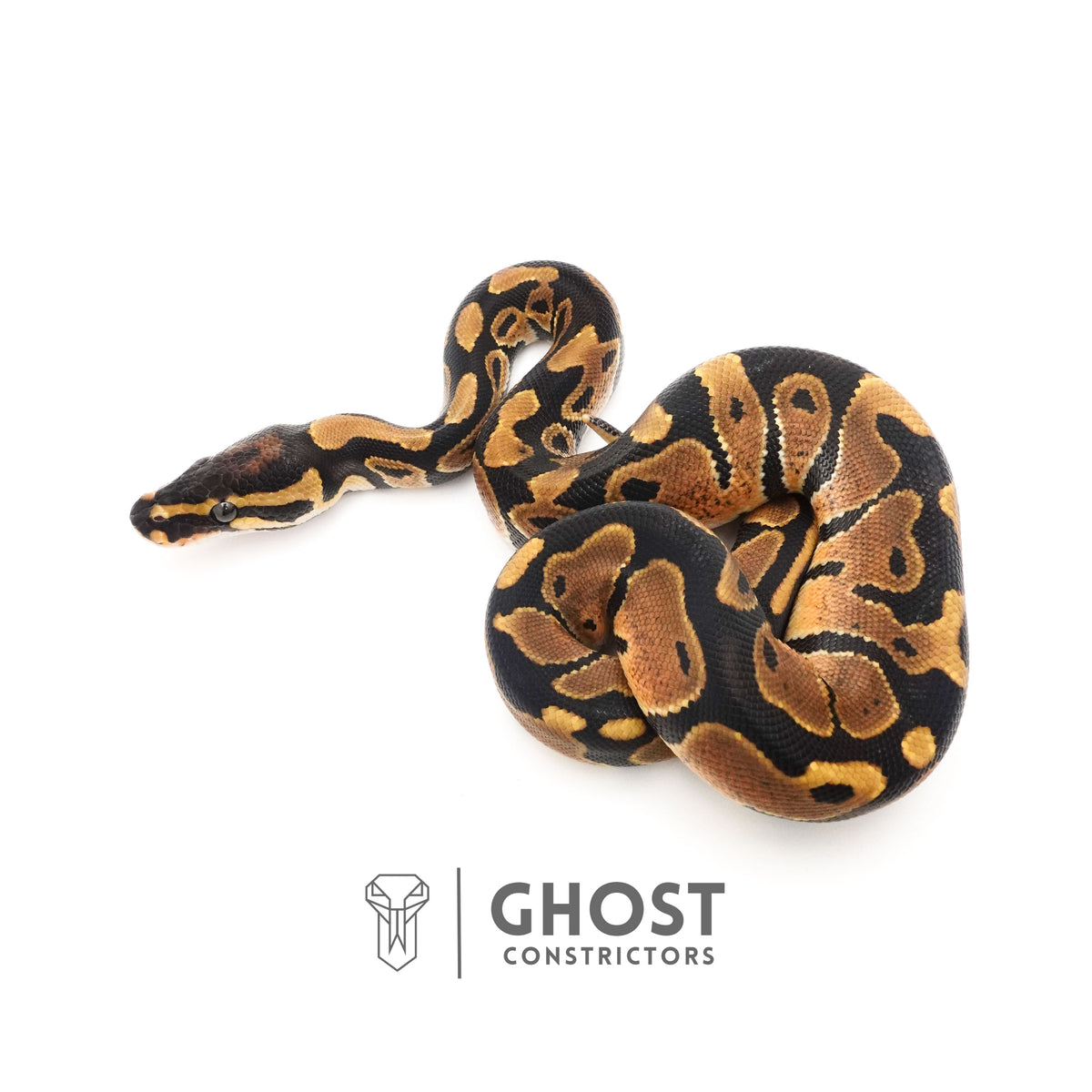 Het Piebald Ball Python — Male, 2025 hatch, captive-bred by Ghost Constrictors
