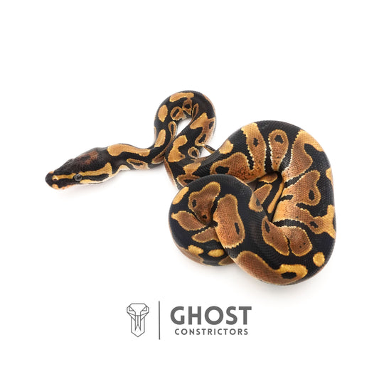 Het Piebald Ball Python