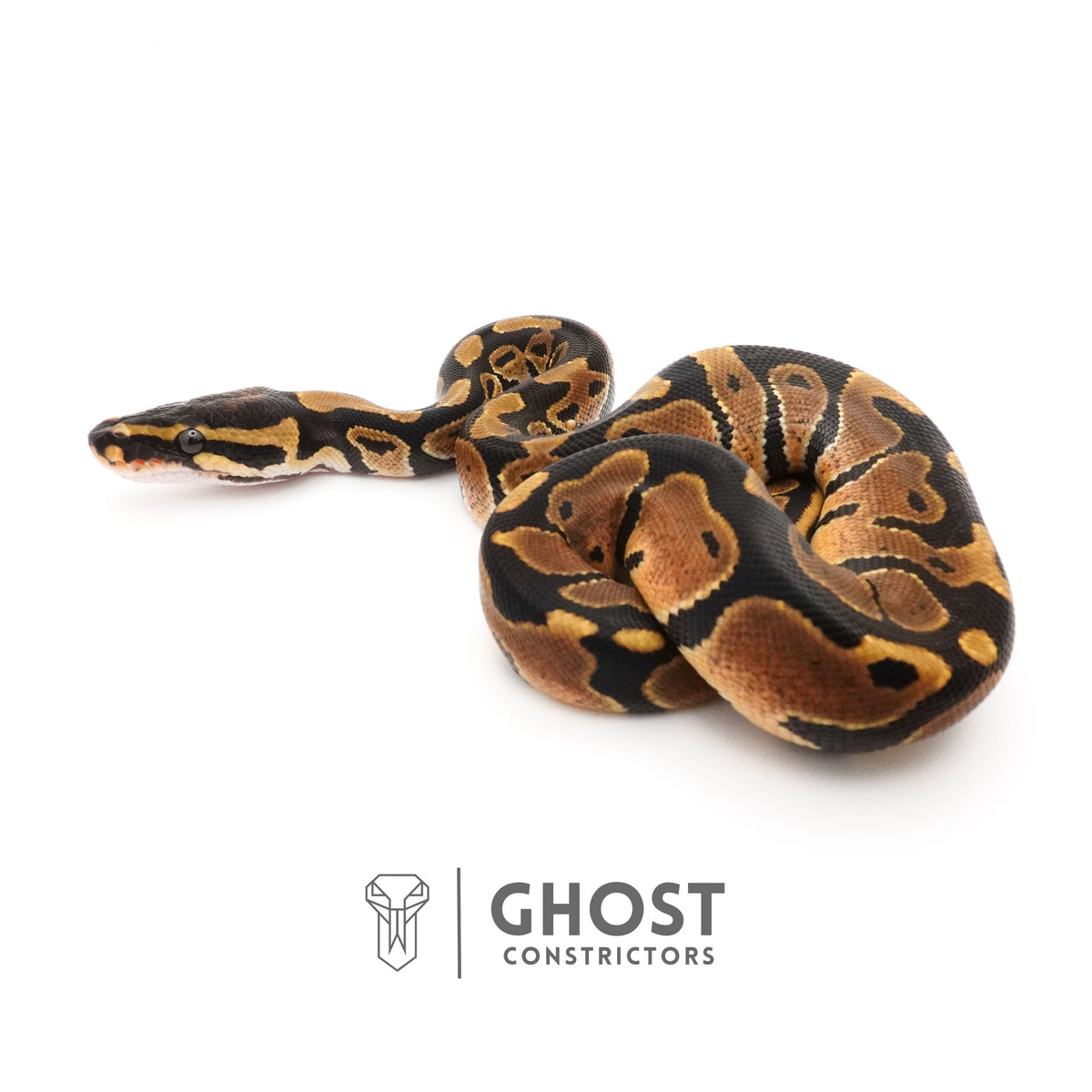 Het Piebald Ball Python — Male, 2025 hatch, captive-bred by Ghost Constrictors