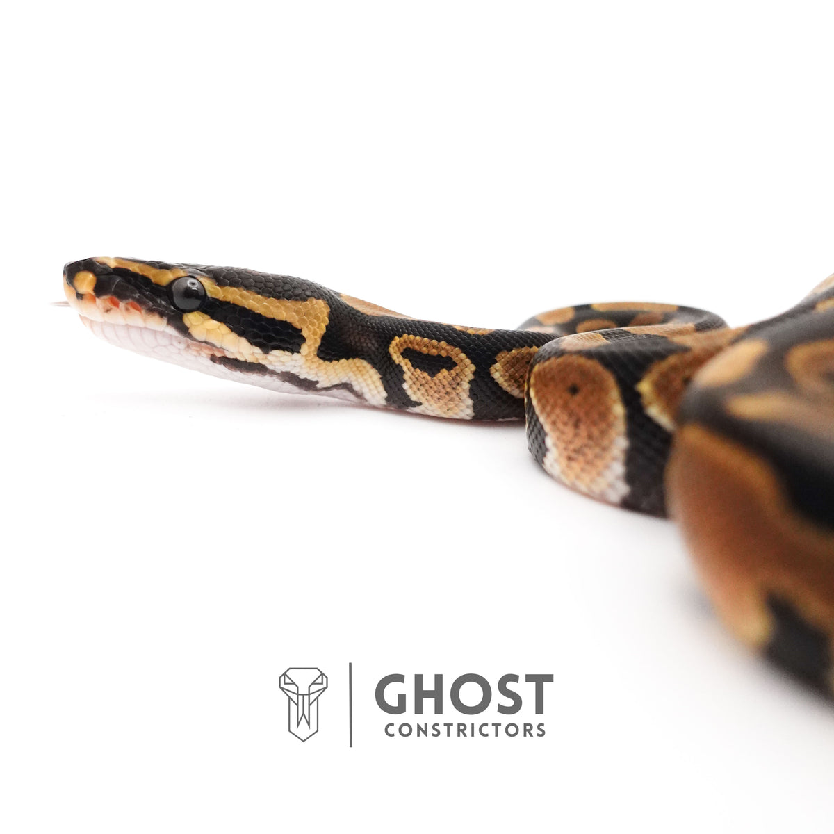 Het Piebald Ball Python — Male, 2025 hatch, captive-bred by Ghost Constrictors