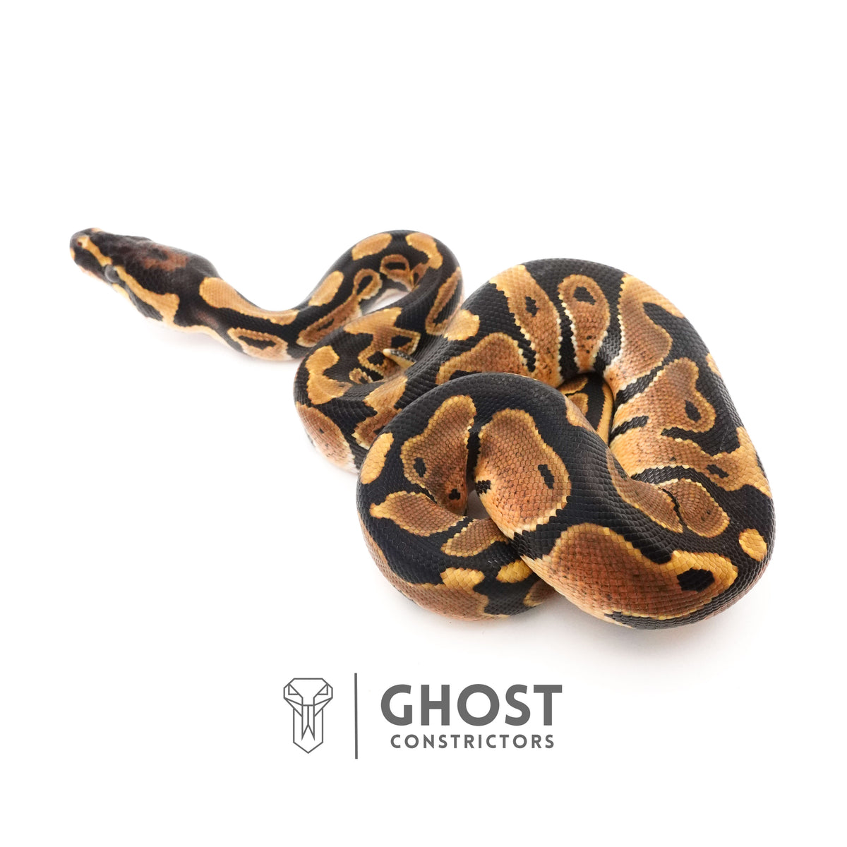 Het Piebald Ball Python — Male, 2025 hatch, captive-bred by Ghost Constrictors