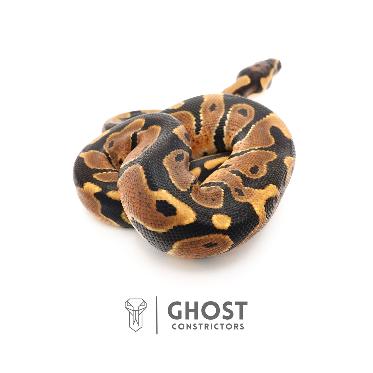 Het Piebald Ball Python — Male, 2025 hatch, captive-bred by Ghost Constrictors