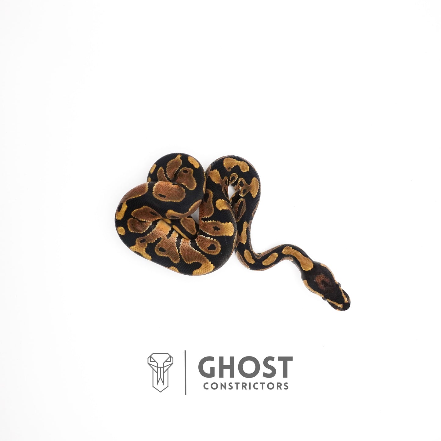 Het Piebald Ball Python