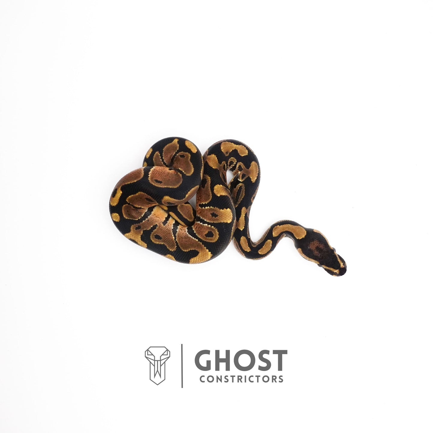 Het Piebald Ball Python