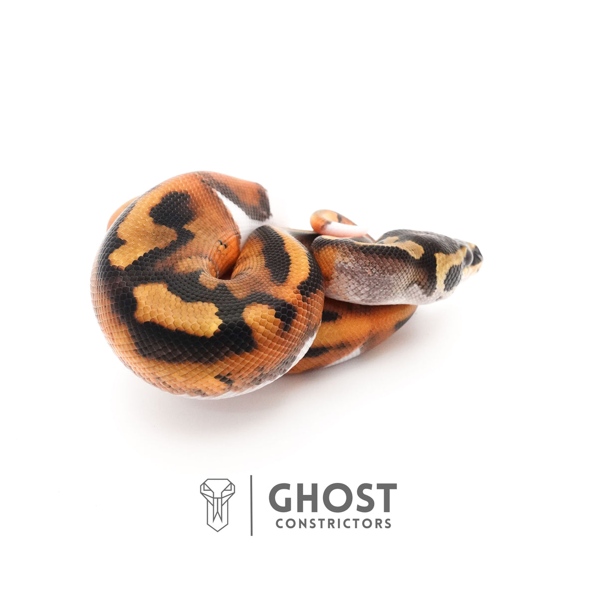 Piebald Ball Python — Male, 2025 hatch, captive-bred by Ghost Constrictors
