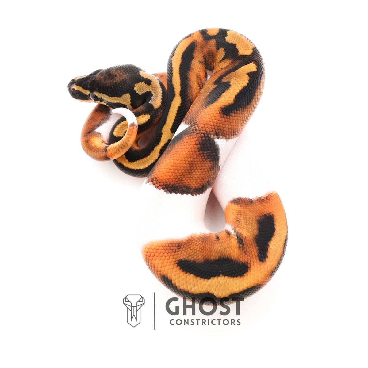 Piebald Ball Python — Male, 2025 hatch, captive-bred by Ghost Constrictors