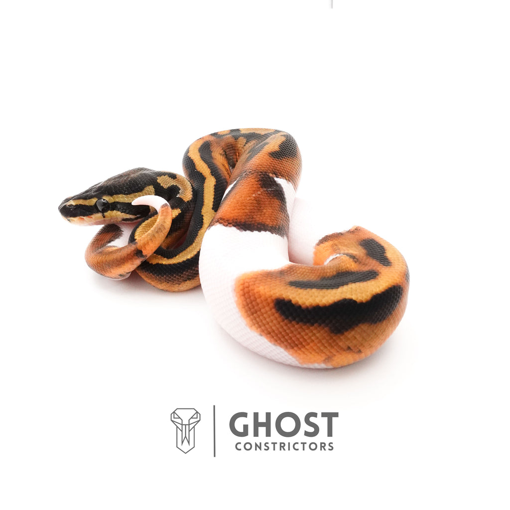 Piebald Ball Python — Male, 2025 hatch, captive-bred by Ghost Constrictors