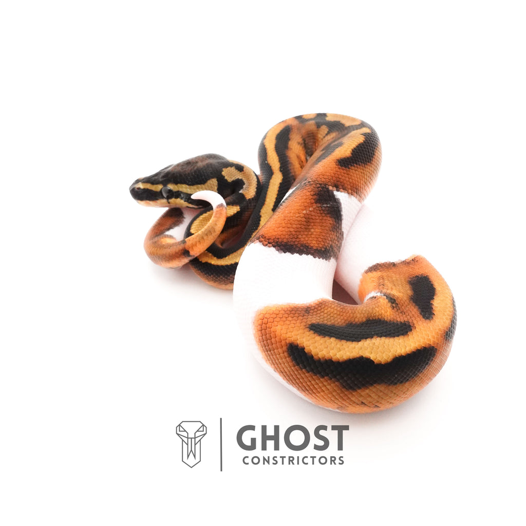 Piebald Ball Python — Male, 2025 hatch, captive-bred by Ghost Constrictors
