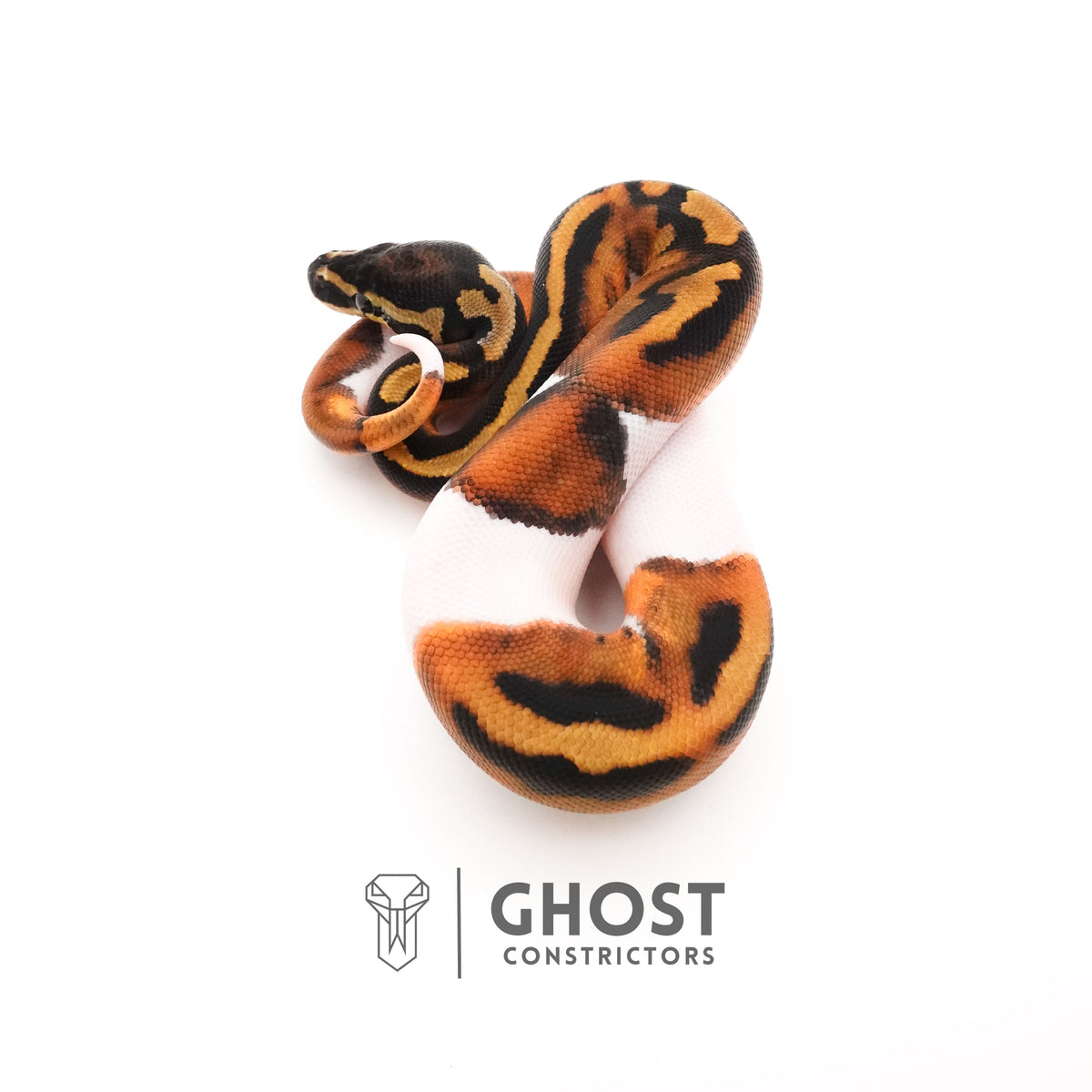 Piebald Ball Python — Male, 2025 hatch, captive-bred by Ghost Constrictors