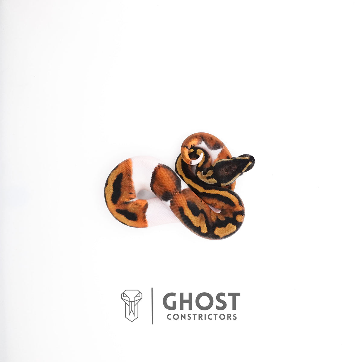Piebald Ball Python — Male, 2025 hatch, captive-bred by Ghost Constrictors