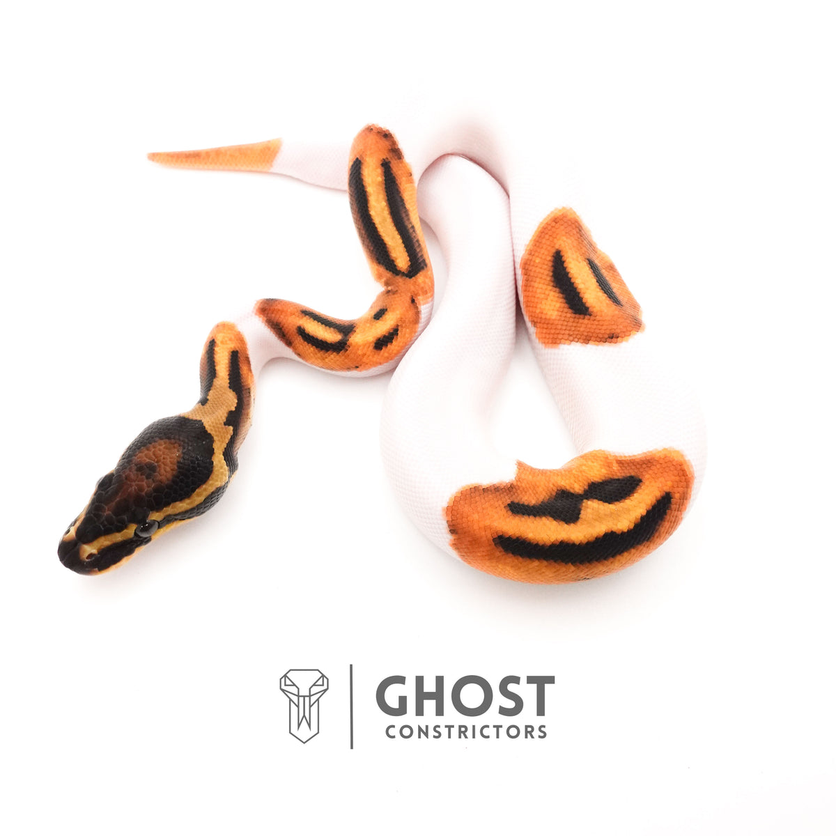 Orange Dream Piebald Ball Python — Female, 2025 hatch, captive-bred by Ghost Constrictors
