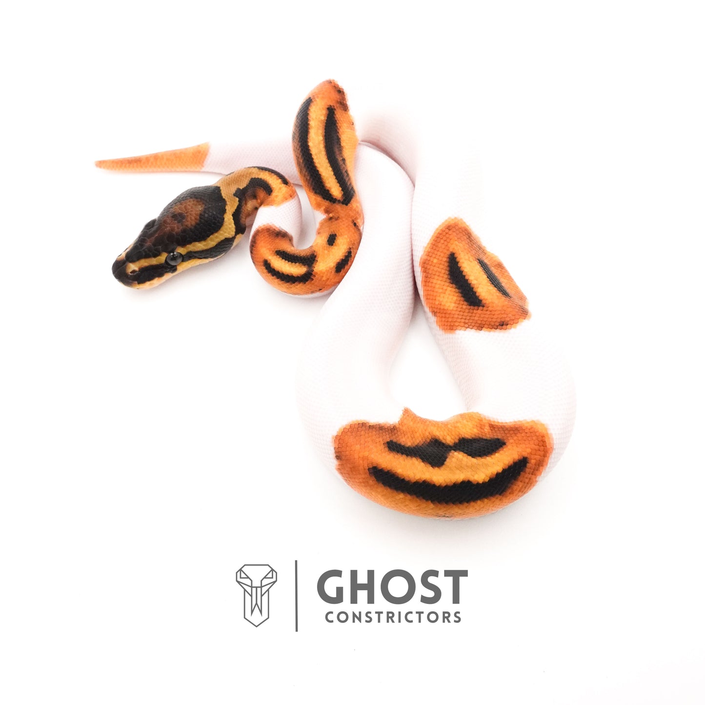 Orange Dream Piebald Ball Python