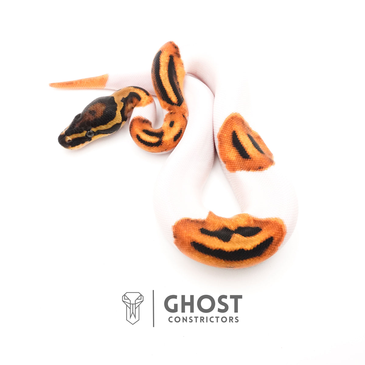 Orange Dream Piebald Ball Python — Female, 2025 hatch, captive-bred by Ghost Constrictors