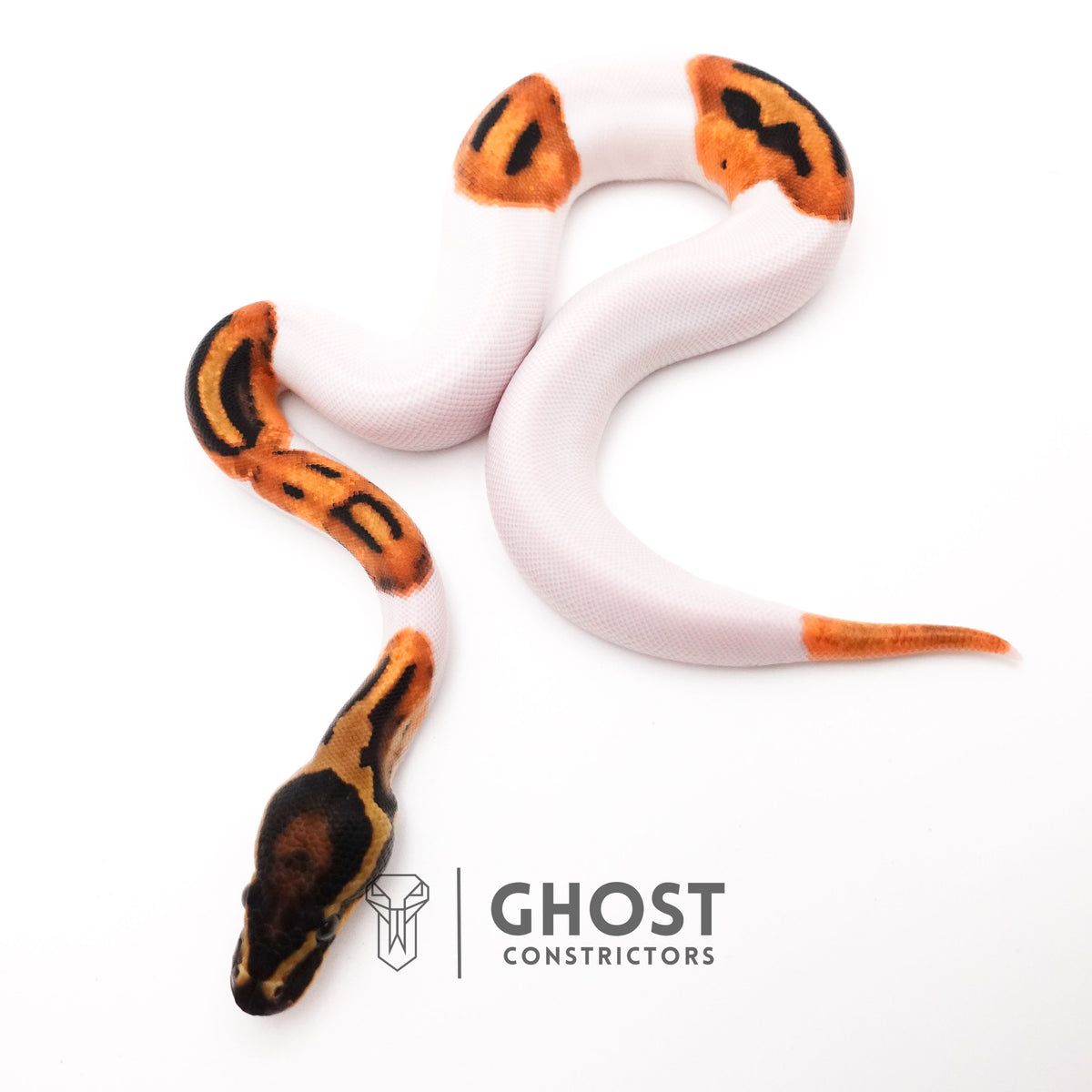 Orange Dream Piebald Ball Python — Female, 2025 hatch, captive-bred by Ghost Constrictors