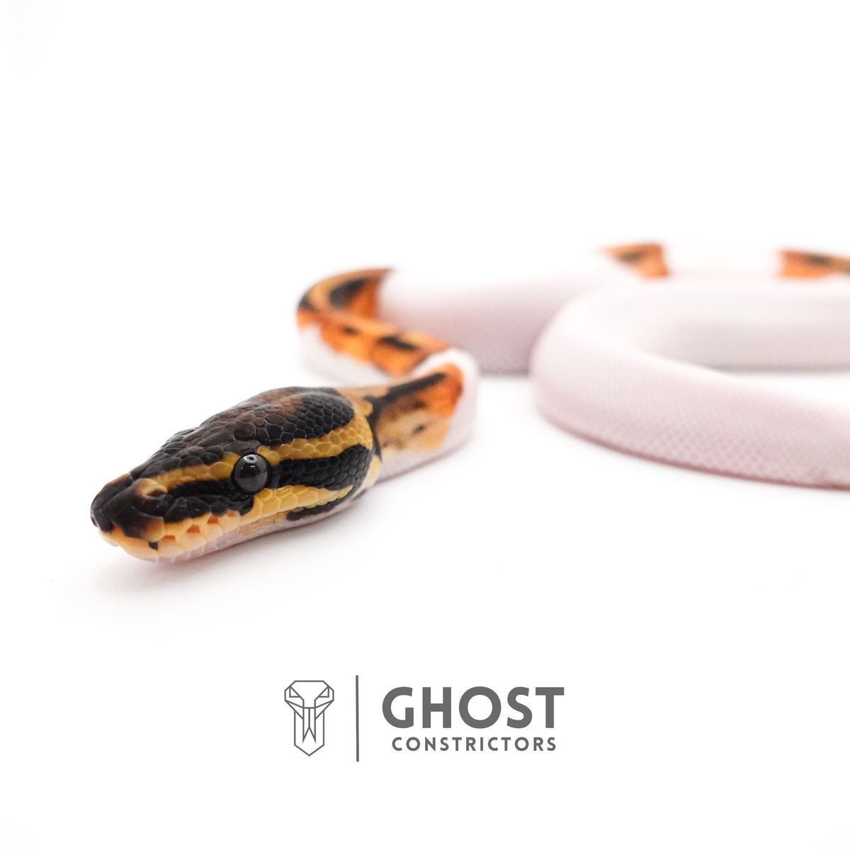 Orange Dream Piebald Ball Python — Female, 2025 hatch, captive-bred by Ghost Constrictors