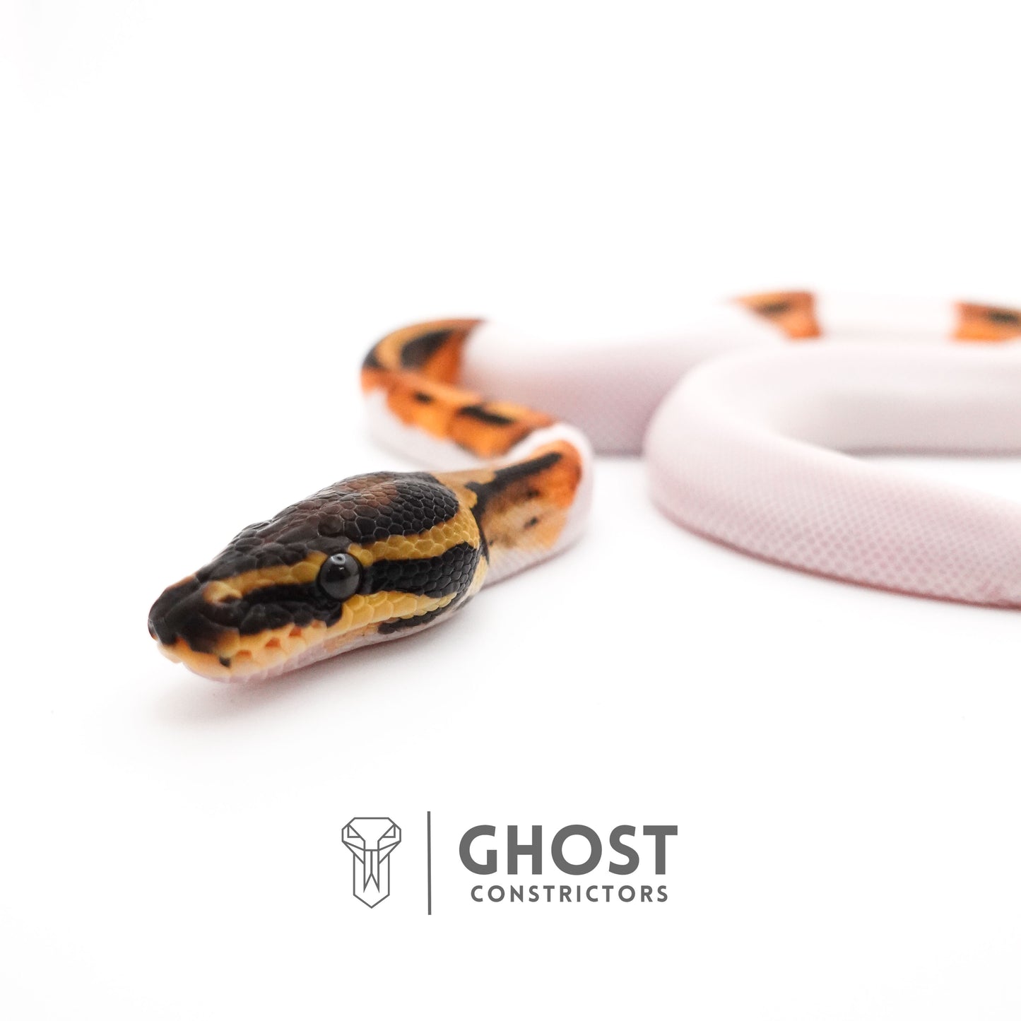 Orange Dream Piebald Ball Python