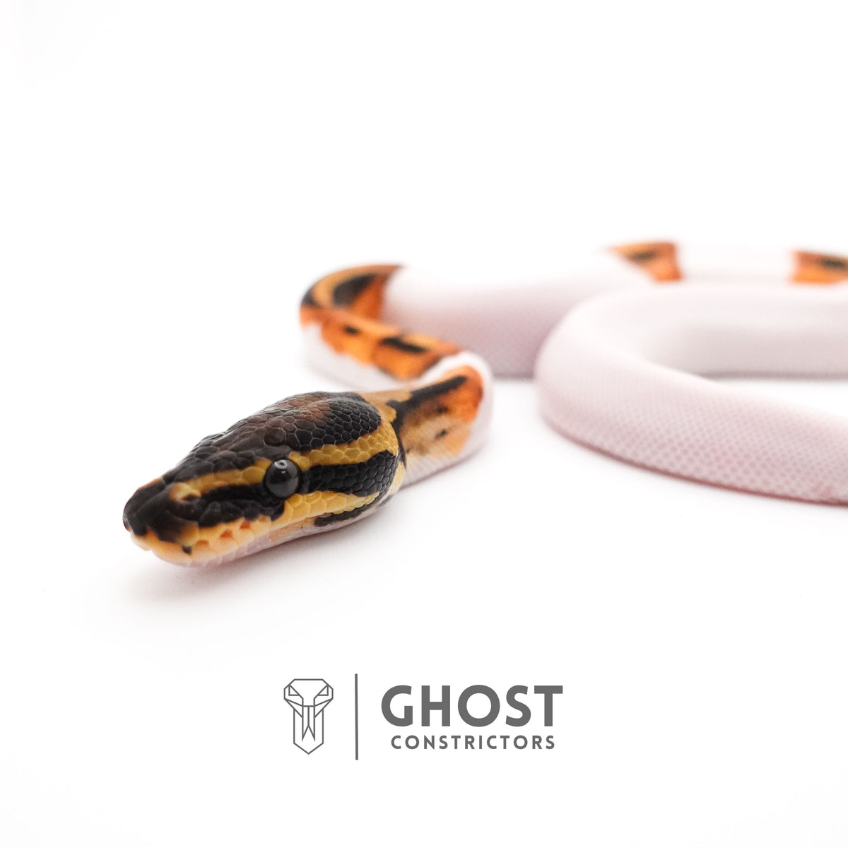 Orange Dream Piebald Ball Python — Female, 2025 hatch, captive-bred by Ghost Constrictors