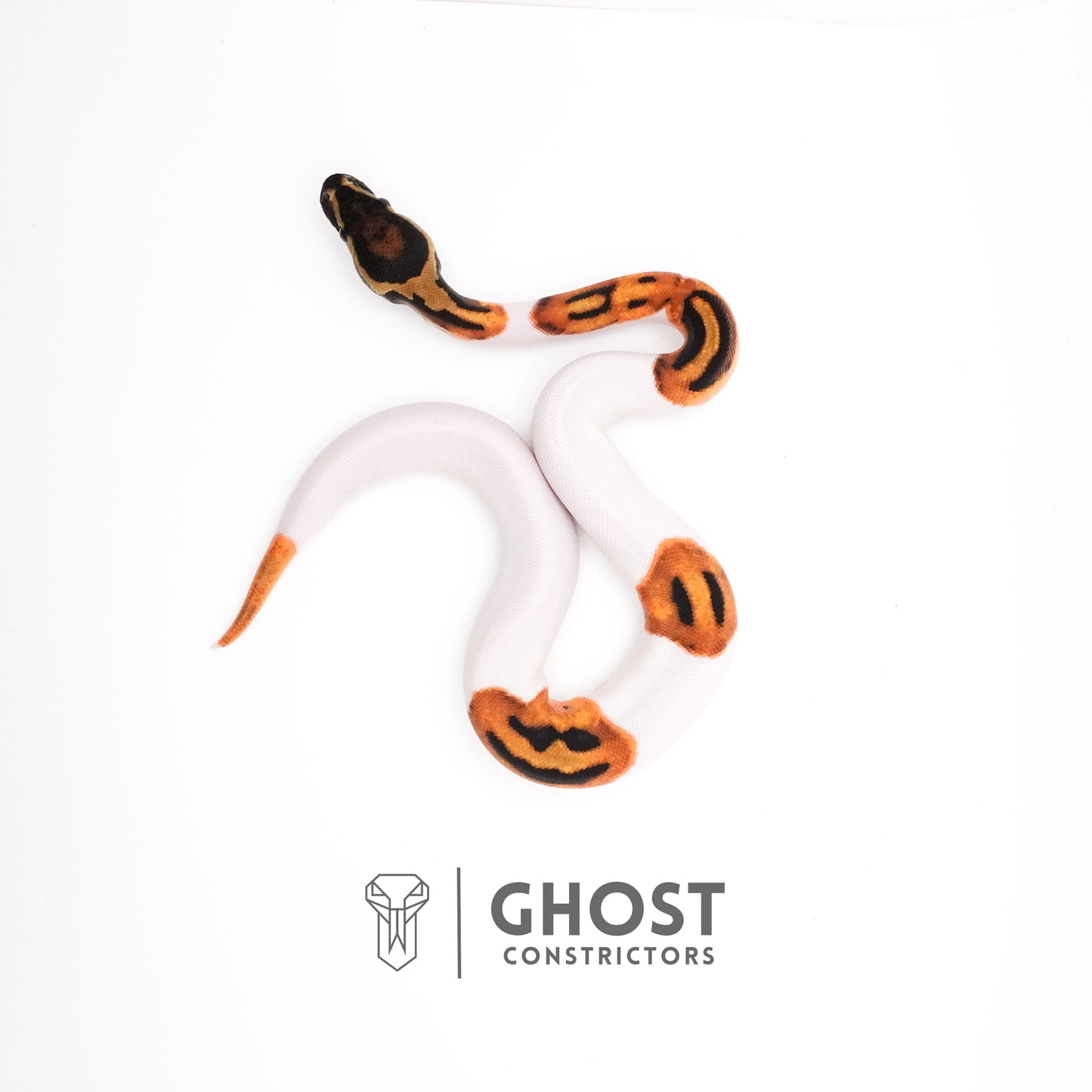 Orange Dream Piebald Ball Python