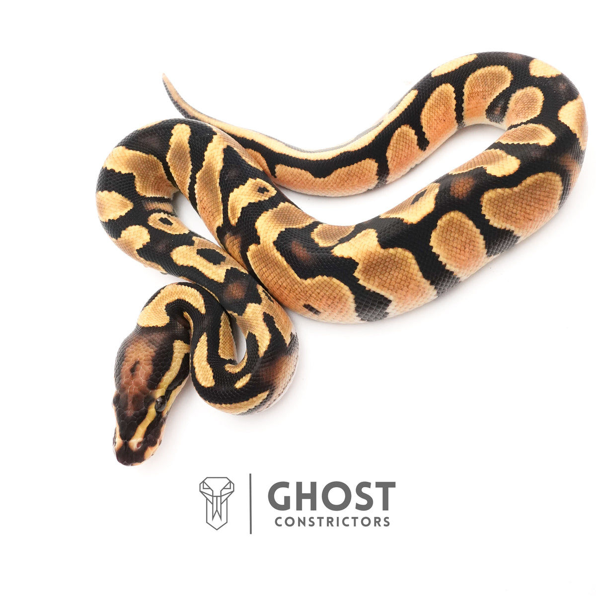 Het Piebald Ball Python — Male, 2025 hatch, captive-bred by Ghost Constrictors