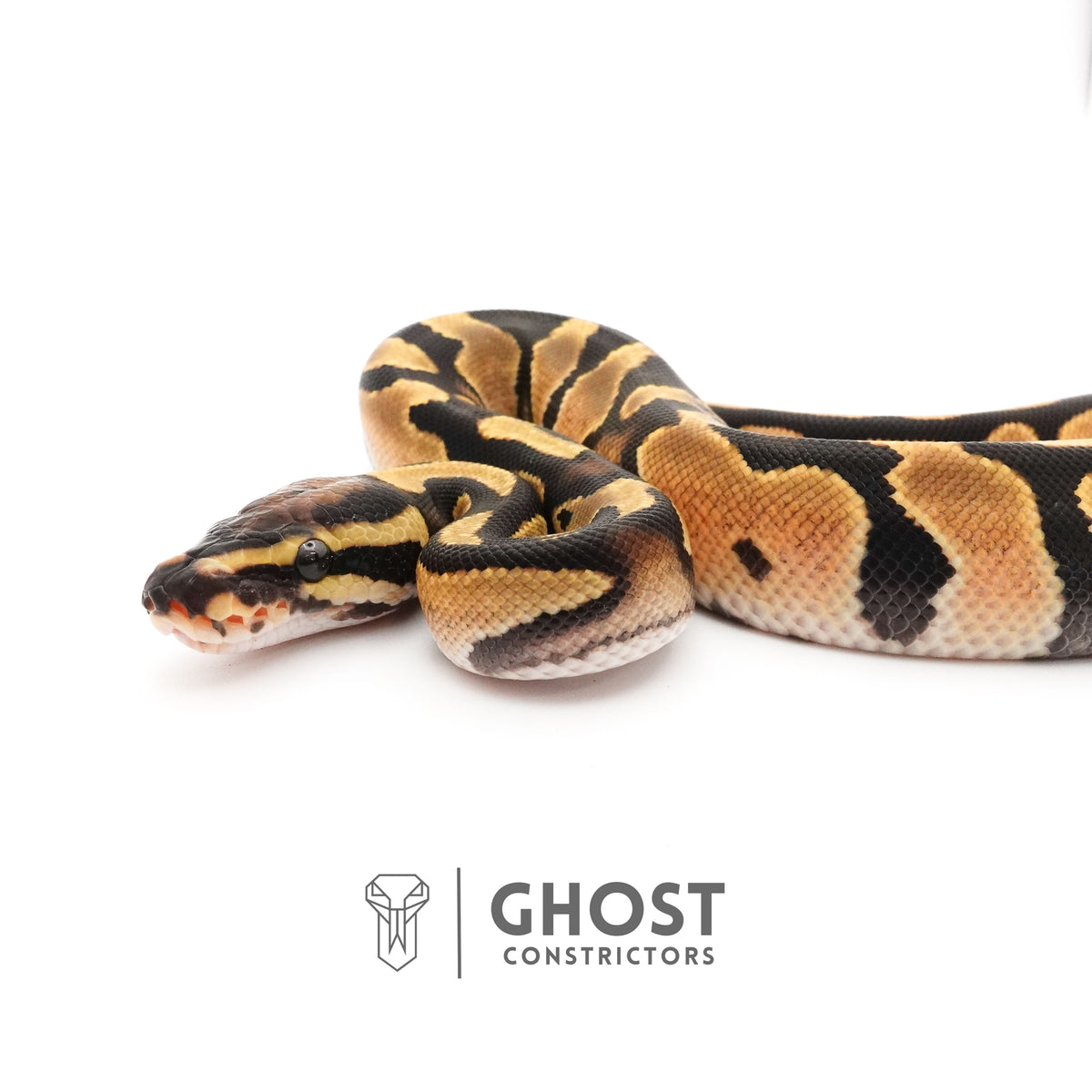 Het Piebald Ball Python — Male, 2025 hatch, captive-bred by Ghost Constrictors