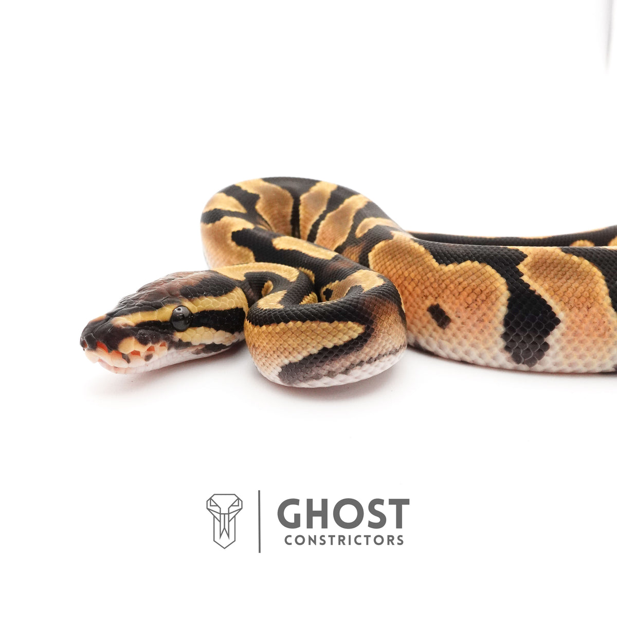 Het Piebald Ball Python — Male, 2025 hatch, captive-bred by Ghost Constrictors