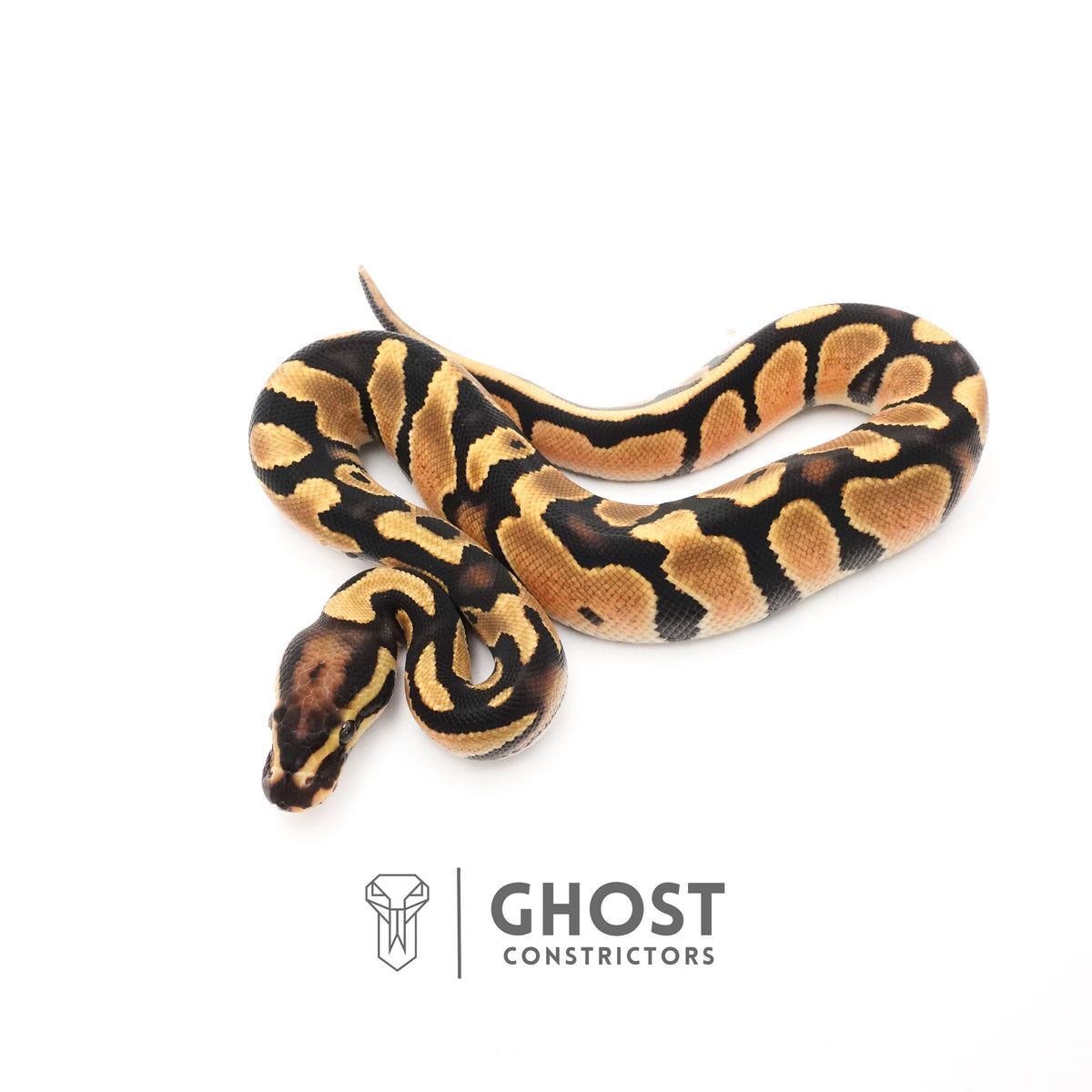 Het Piebald Ball Python — Male, 2025 hatch, captive-bred by Ghost Constrictors